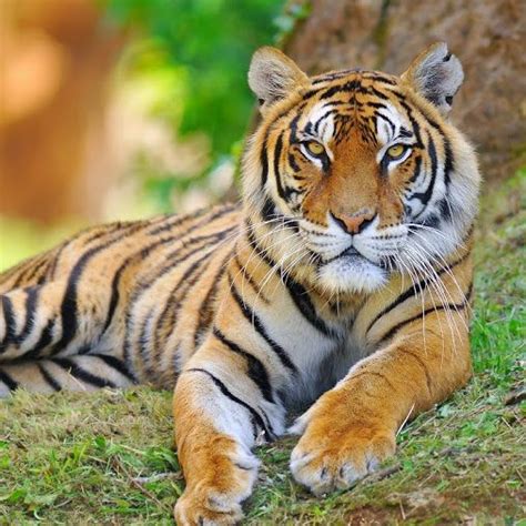 Tigre siberiano | Tigers | Pinterest
