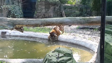 Tigre zoologico de chapultepec mexico,df   YouTube