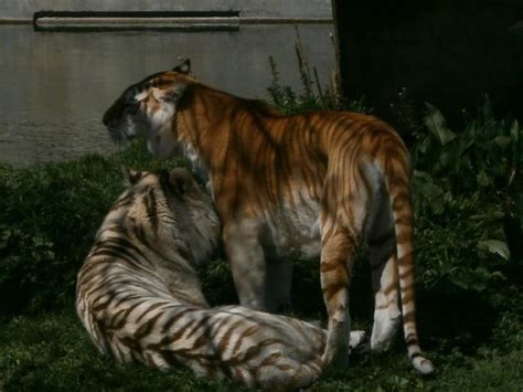 tigres: fotografía de Zoo Aquarium de Madrid, Madrid ...