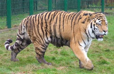 Tigres   Grandes Felinos Selvagens: Tigre siberiano ...