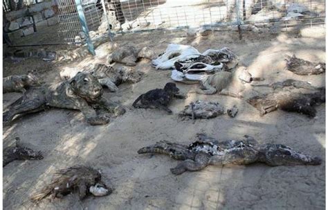 Tigres y leones muertos de hambre: la tragedia de los zoos ...