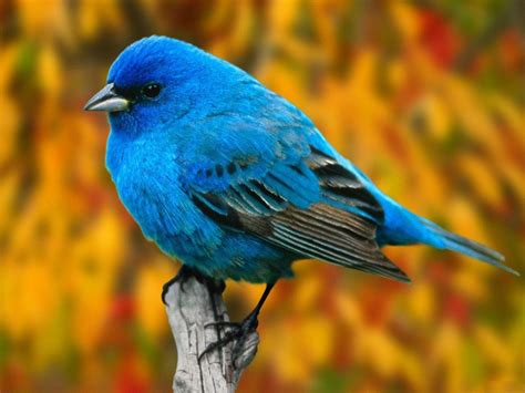 Tiny Blue Bird   Beautiful Birds Picture