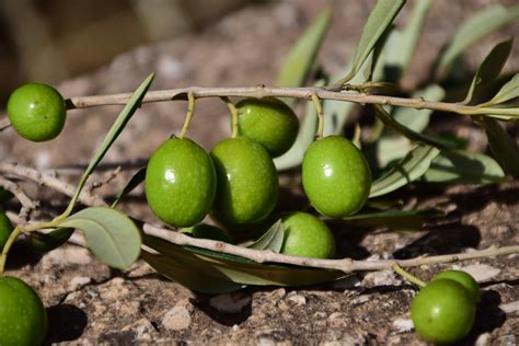 Tipos de aceite de oliva, notas de cata y tipo de aceituna.