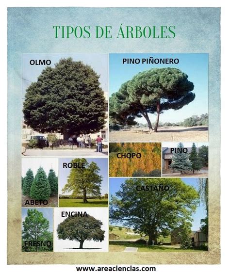 Tipos de Arboles Sus Hojas y Forma