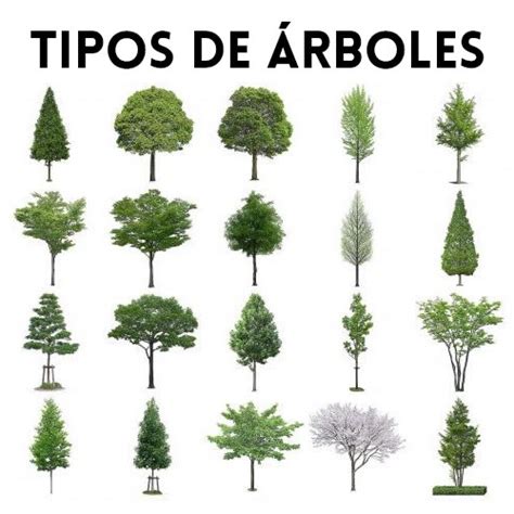 Tipos de árboles | todos los tipos de árboles y ejemplos