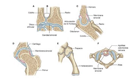 Tipos de articulaciones del cuerpo humano