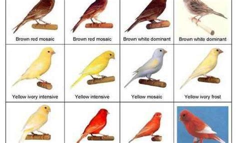 Tipos de Canarios, aves. Color criado canarios | Canarios ...