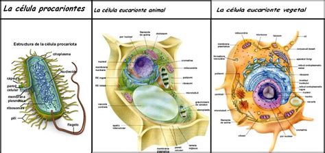 Tipos de celulas   Biologia 3 vamos :3