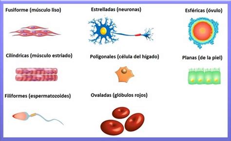 Tipos de Células ~ Biopsicosalud