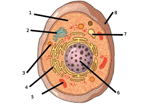 Tipos de Células: Celulas Eucariotas | lacelula4eso