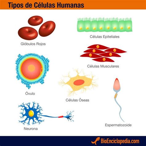 Tipos de células del cuerpo humano | Cuerpo Humano ...