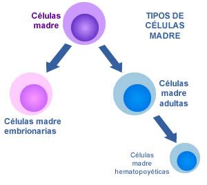 Tipos de células madre | elembarazo.net