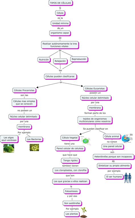 Tipos de células: mapa conceptual de los tipos de células