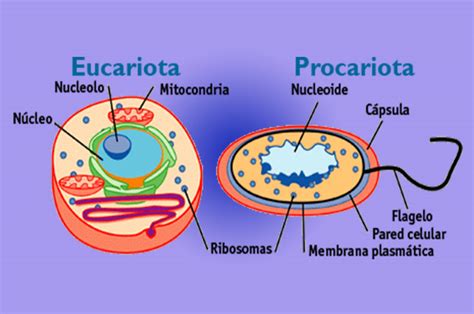 Tipos de Células: Procariotas y Eucariotas  con Imágenes ...