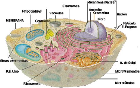 Tipos de Células: Procariotas y Eucariotas   La Célula