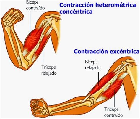 Tipos de contracción muscular: fisiología del ejercicio y ...