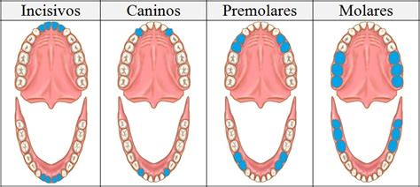 Tipos de dientes humanos con imagen | Saber es práctico