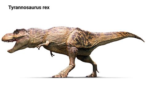 Tipos de dinosaurios | deDinosaurios.tienda