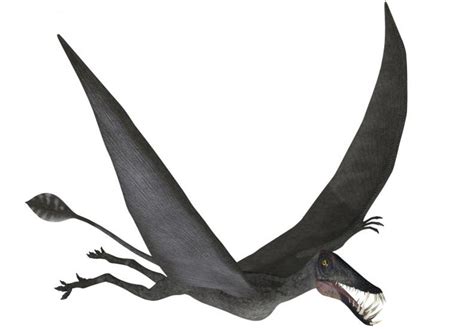 Tipos de dinosaurios voladores   Batanga