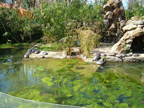 Tipos de estanque | Zootecniadomestica.com