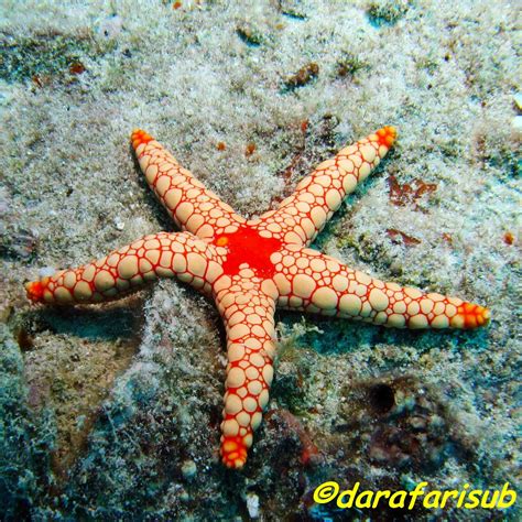 Tipos De Estrellas De Mar. Free Estrella De Mar Naturales ...