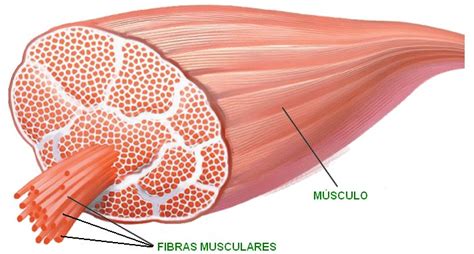 Tipos de fibras musculares y su relación con el deporte