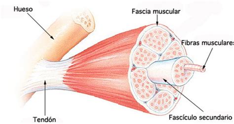 Tipos de fibras musculares y su utilización | Lifestyle