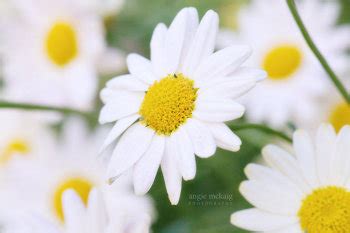 tipos de flores blancas | Cuidar de tus plantas es ...