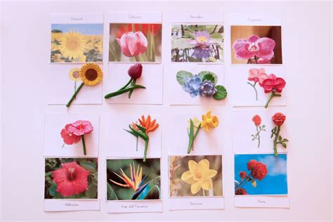 Tipos de Flores + Imprimible – Creciendo Con Montessori