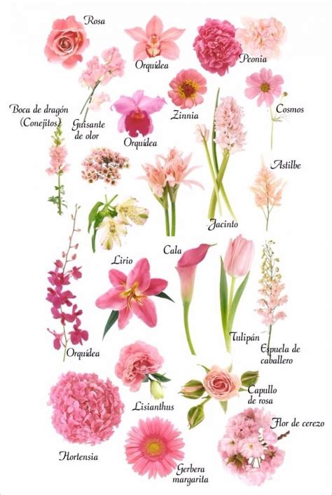 Tipos de flores rosa para tu boquet
