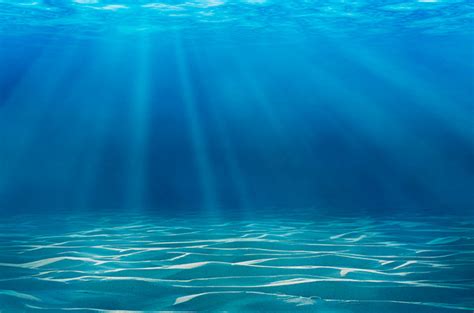 Tipos de fondos marinos que existen | Aquarium Costa de ...
