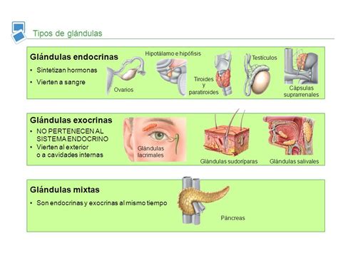 Tipos de glandulas