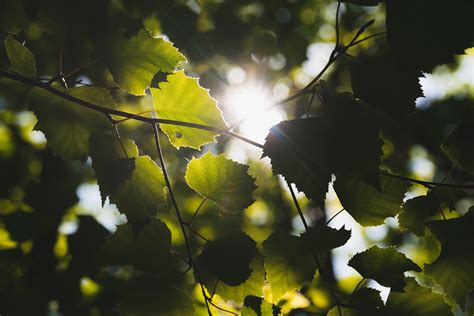 Tipos de hojas en árboles   Glen Biotech