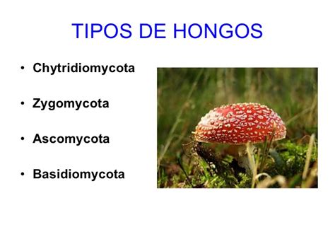 Tipos de hongos y su definicion