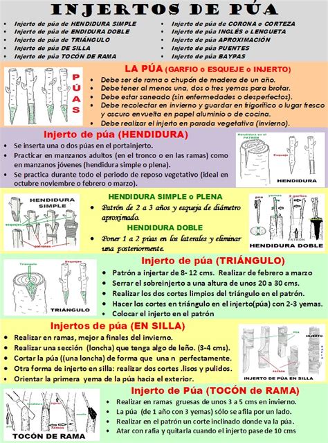 TIPOS DE INJERTOS | csamigosmanzana