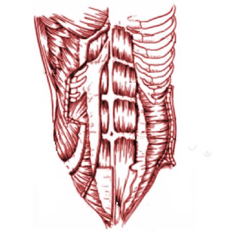 Tipos de músculos abdominales