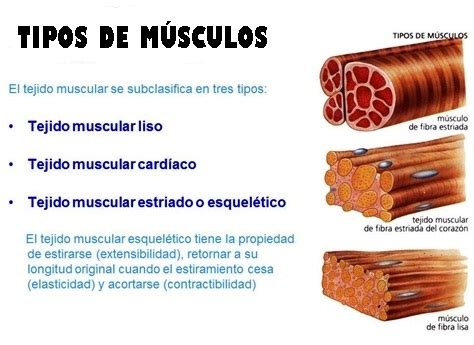Tipos de músculos del cuerpo humano   Sistema muscular