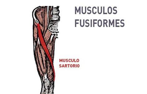 Tipos de músculos según la disposición de sus fibras ...