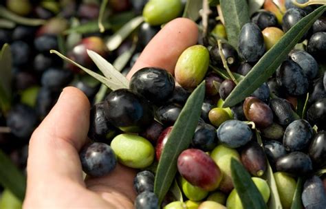 tipos de olivos   Aceite de oliva   enfemenino