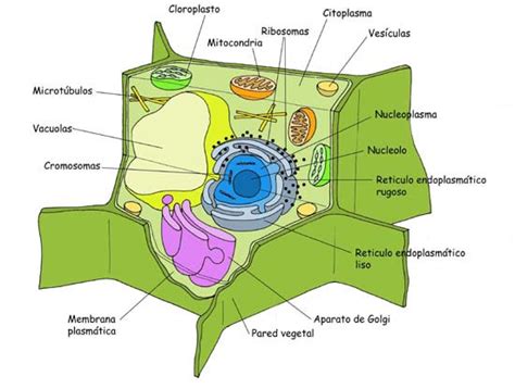Tipos de organización celular