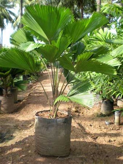 Tipos De Palmas | Diferentes tipos de palmeras | Gardens ...