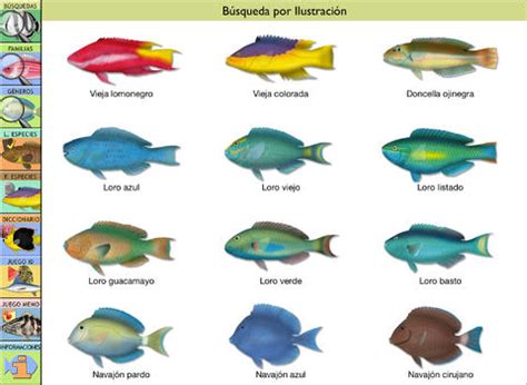 Tipos de peces con nombres   Imagui