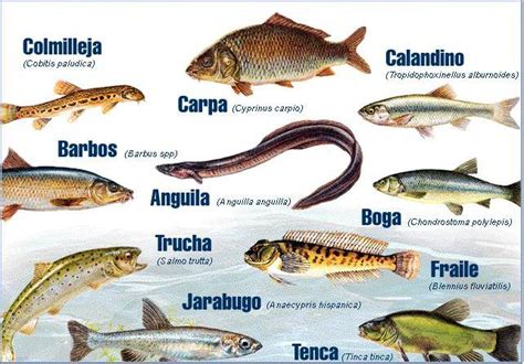 Tipos de peces de mar   Imagui