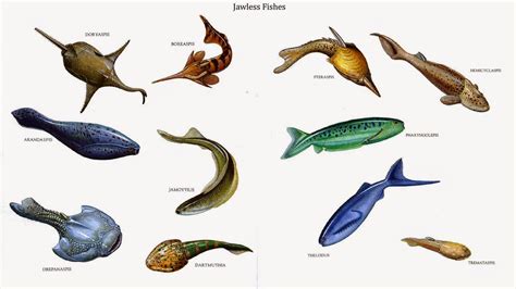 Tipos de peces