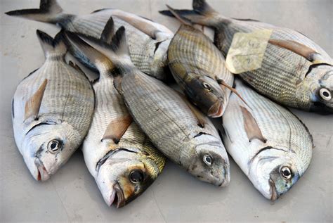 Tipos de pescado blanco