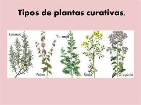 Tipos de plantas curativas