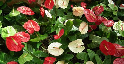 Tipos de plantas de interior con flor   Blog Verdecora