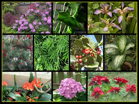Tipos de plantas ornamentales
