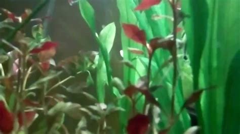 tipos de plantas para un acuario, y su cuidado.   YouTube