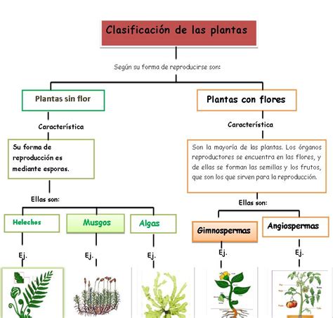 Tipos de plantas | Pino Flores classmates
